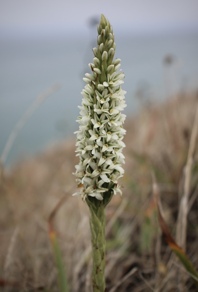 Platanthera elegans subsp. decurtata photo 3