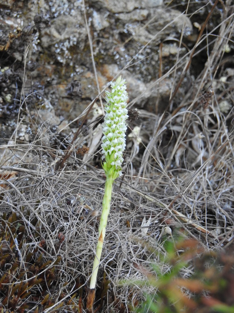 Platanthera elegans subsp. decurtata photo 4
