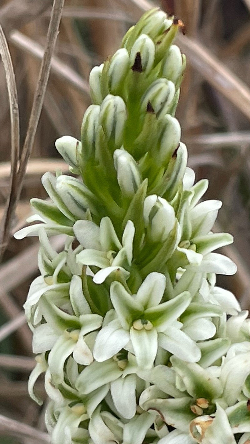 Platanthera elegans subsp. decurtata photo 5