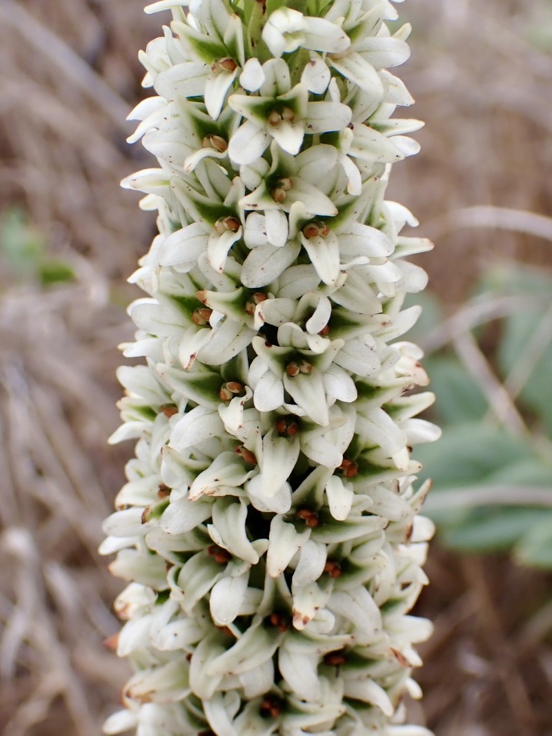 Platanthera elegans subsp. decurtata photo 6
