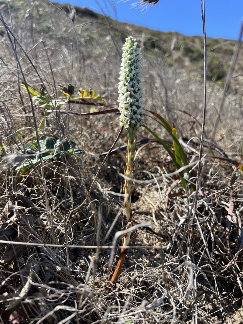 Platanthera elegans subsp. decurtata photo 7