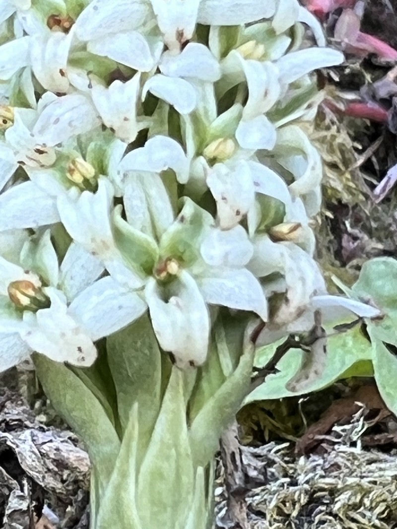 Platanthera elegans subsp. decurtata photo 8