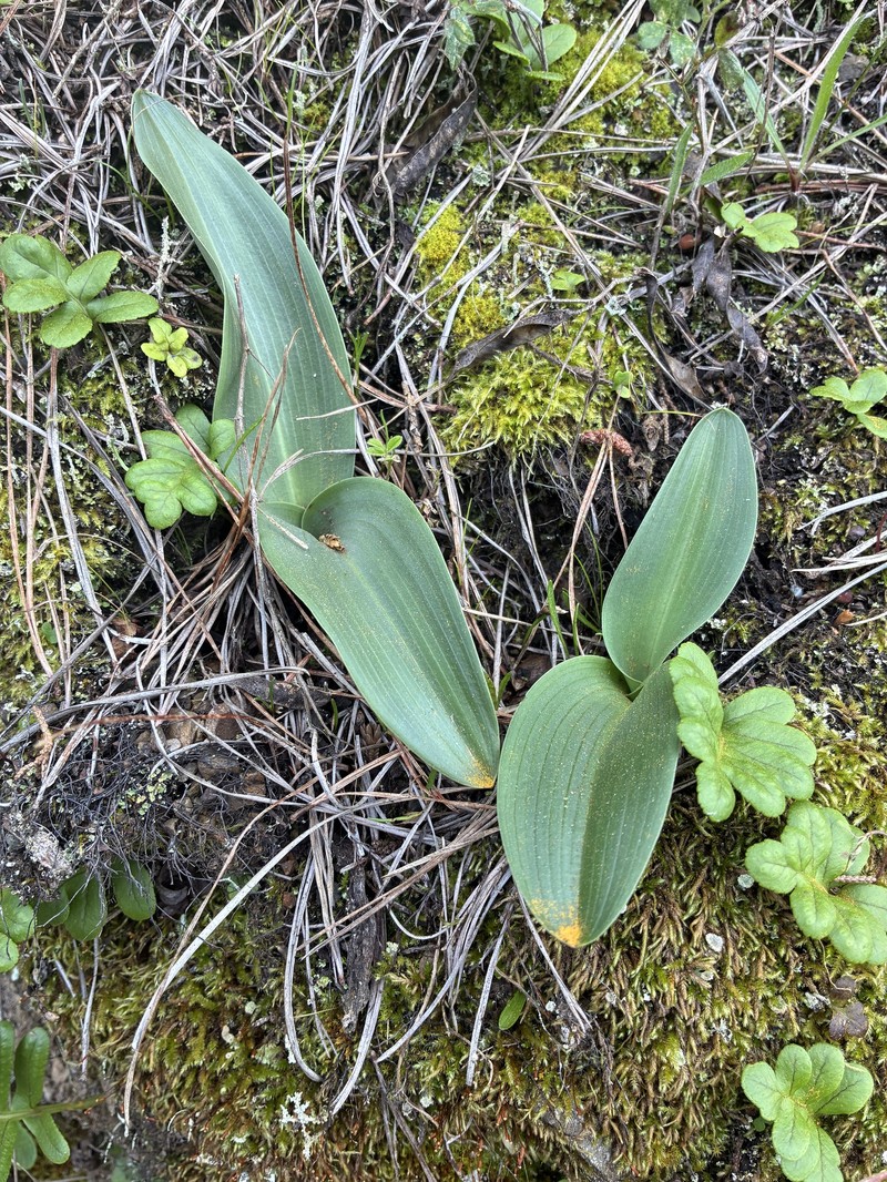 Platanthera elegans subsp. elegans