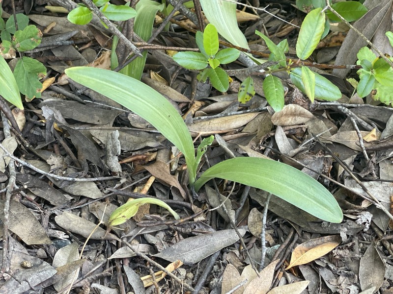 Platanthera elegans subsp. elegans photo 2