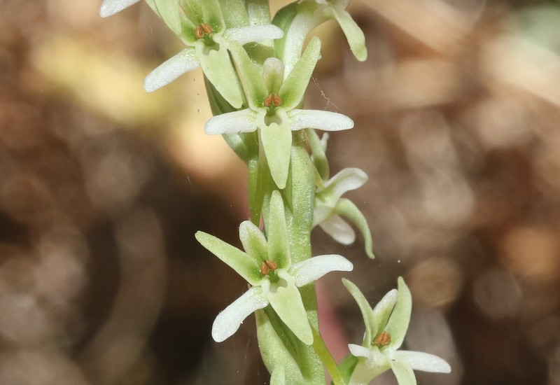 Platanthera elegans subsp. elegans photo 3
