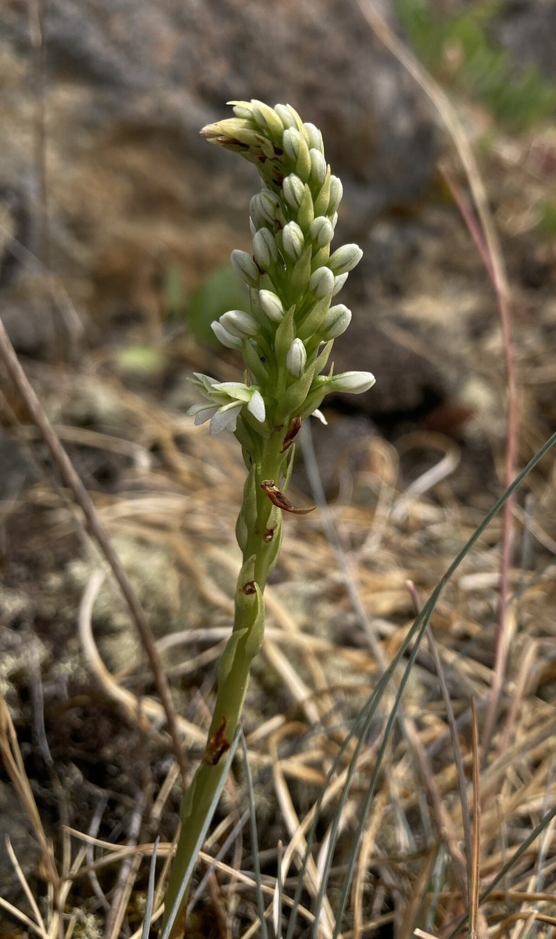 Platanthera elegans subsp. elegans photo 4