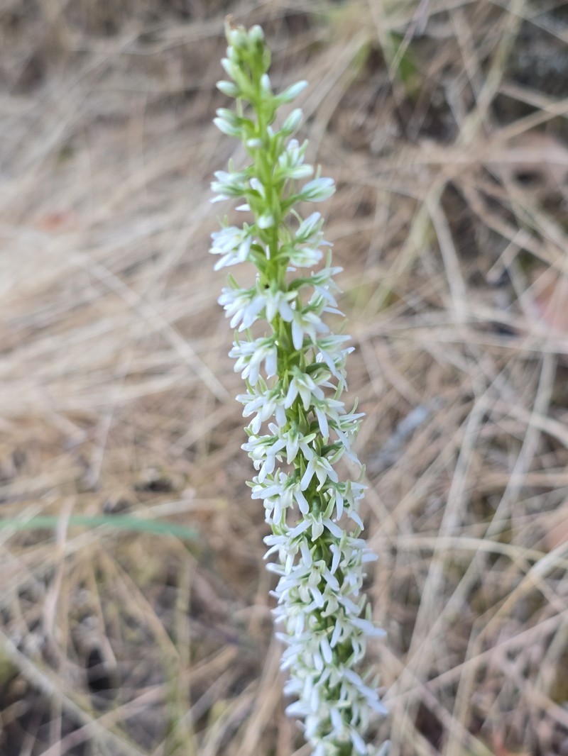 Platanthera elegans subsp. elegans photo 5