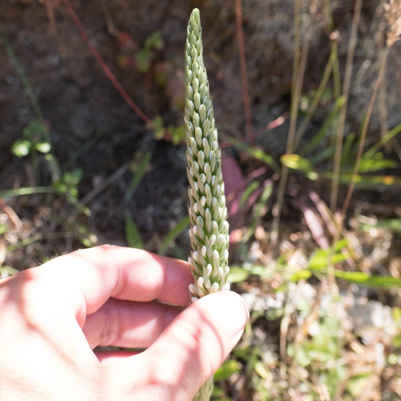 Platanthera elegans subsp. elegans photo 6