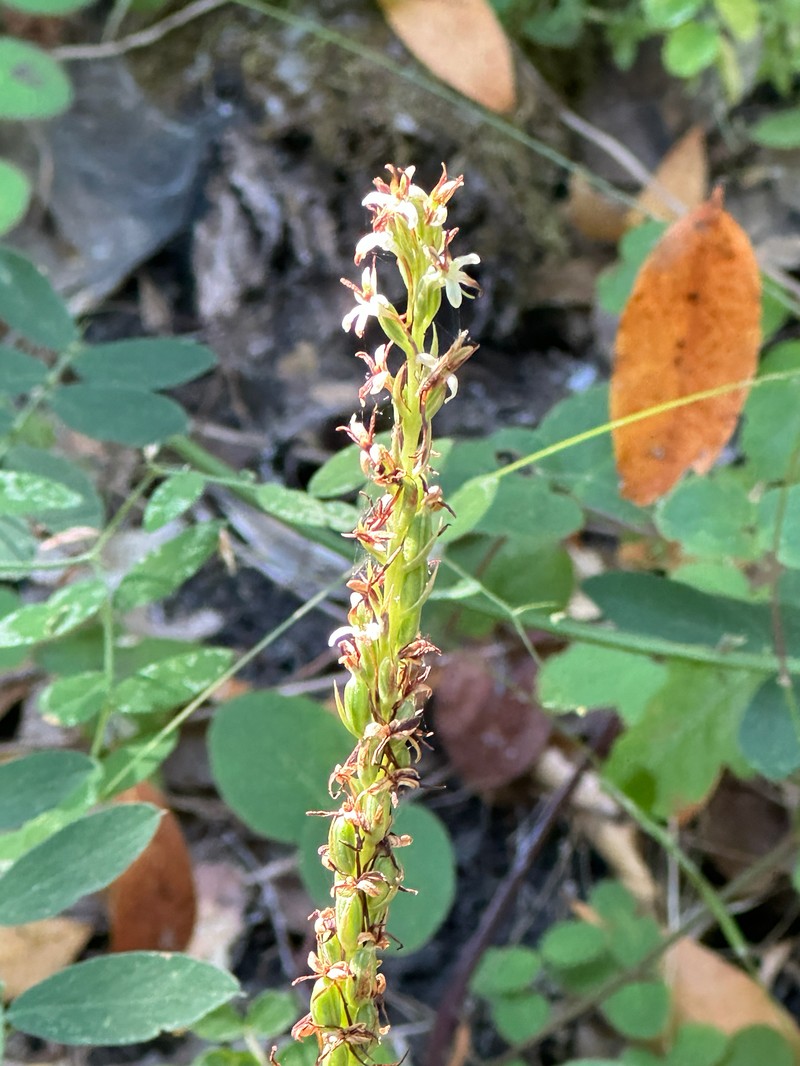 Platanthera elegans subsp. elegans photo 7