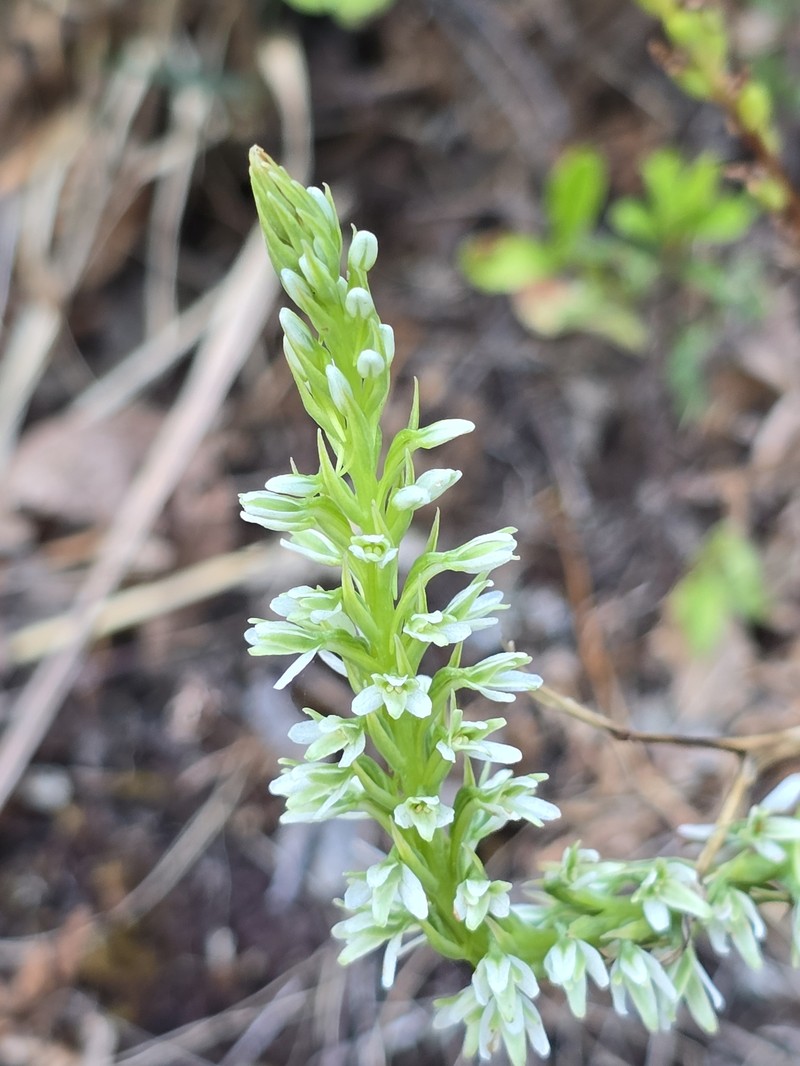 Platanthera elegans subsp. elegans photo 8