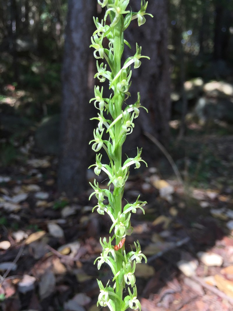 Denseflower Rein Orchid