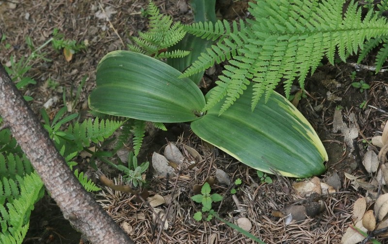 Denseflower Rein Orchid photo 2