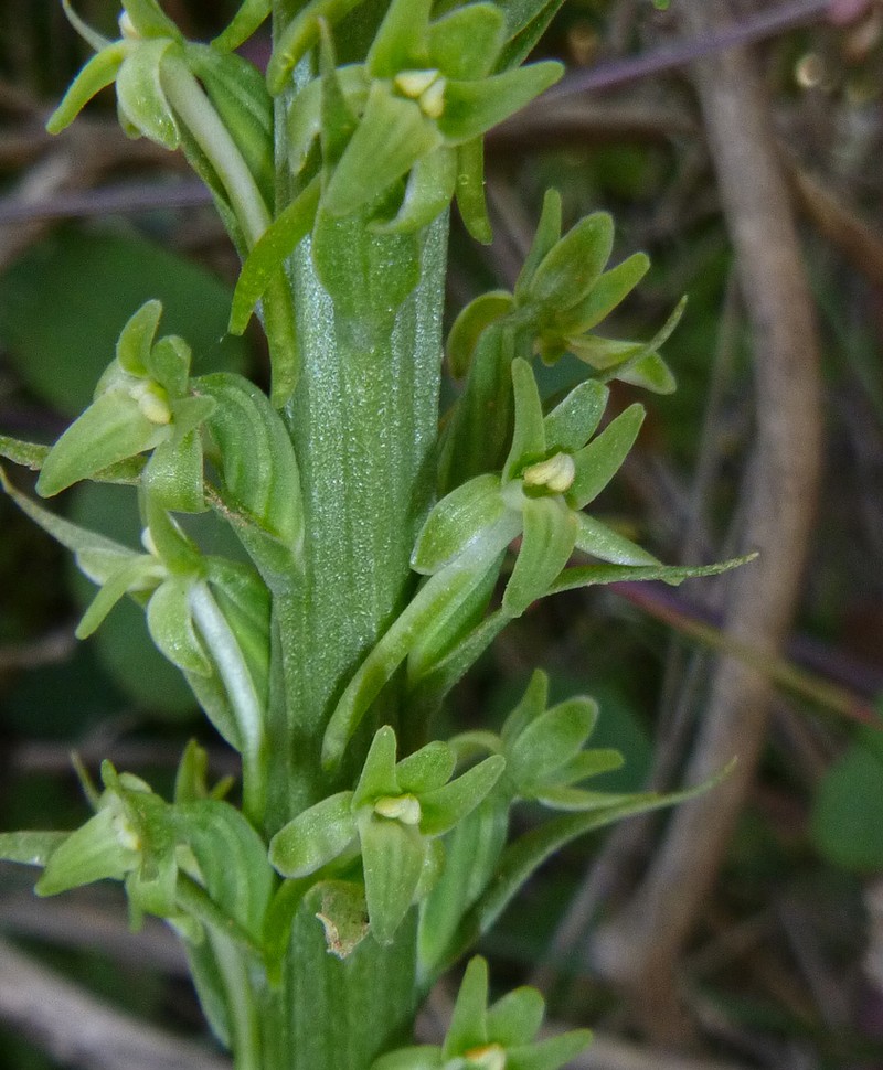 Denseflower Rein Orchid photo 3