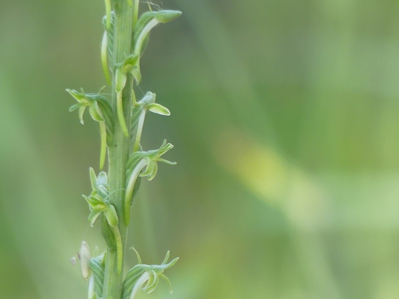 Denseflower Rein Orchid photo 4