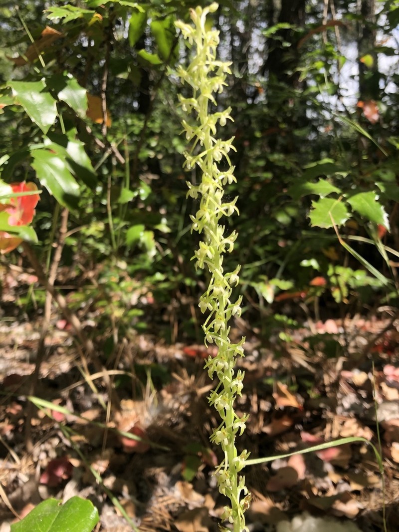 Denseflower Rein Orchid photo 5