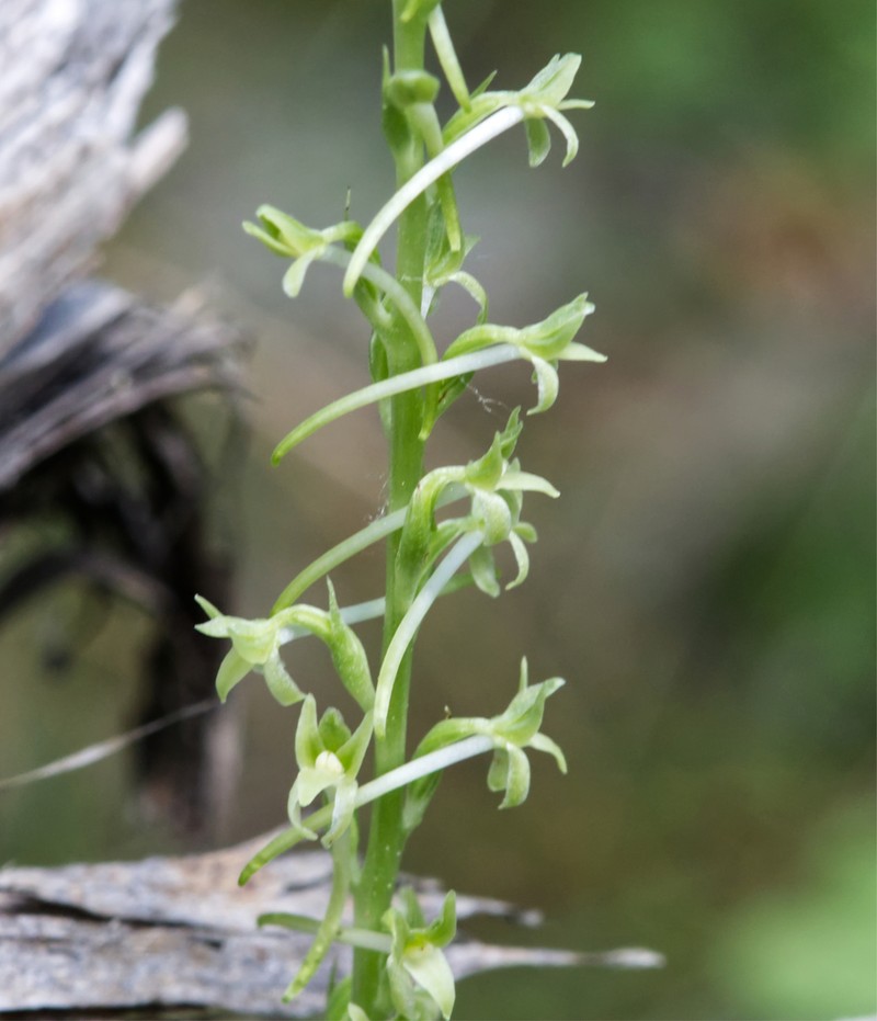 Denseflower Rein Orchid photo 6