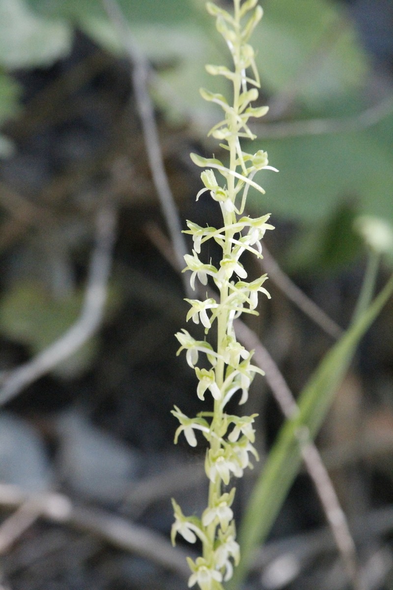 Denseflower Rein Orchid photo 7