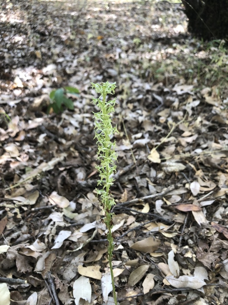Denseflower Rein Orchid photo 8