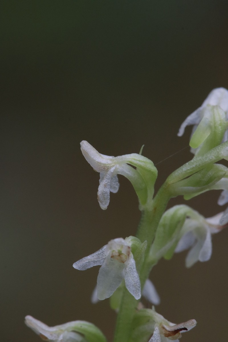 Whiteflower Rein Orchid photo 3