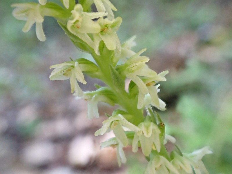 Whiteflower Rein Orchid photo 4