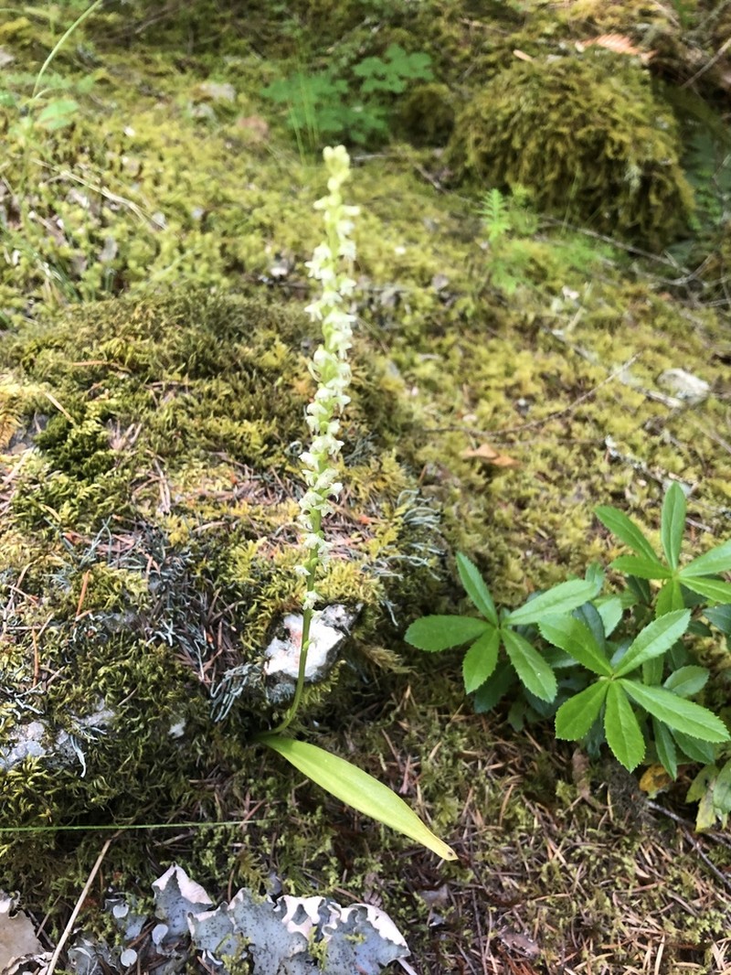 Whiteflower Rein Orchid photo 5