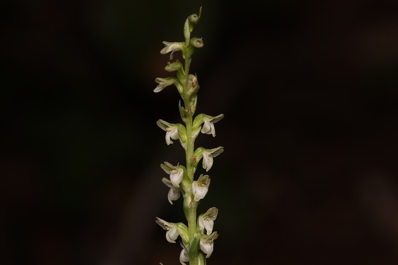Whiteflower Rein Orchid photo 6