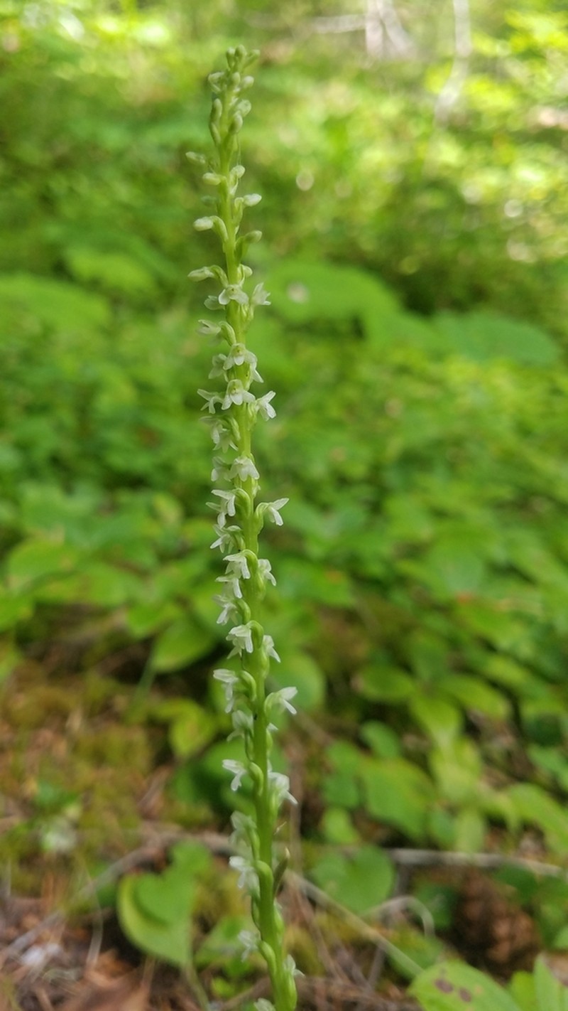 Whiteflower Rein Orchid photo 7
