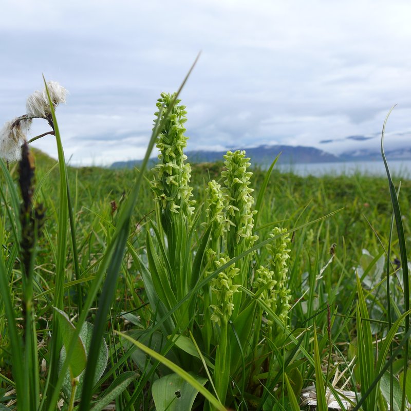 Palegreen Orchid