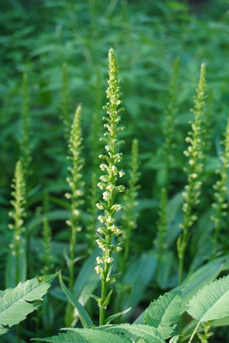 Palegreen Orchid photo 2