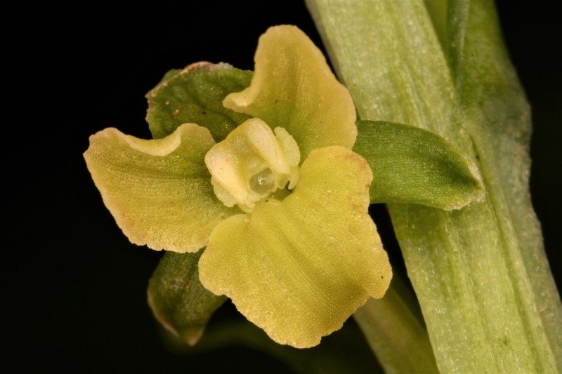 Palegreen Orchid photo 3