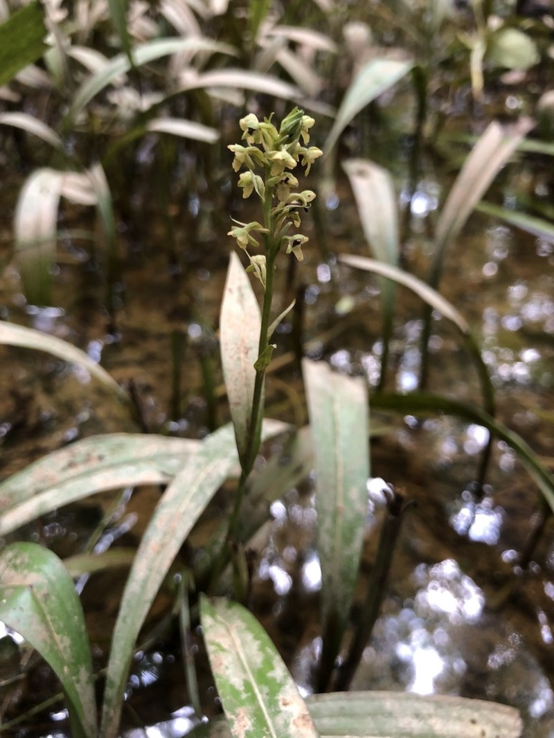 Palegreen Orchid photo 4