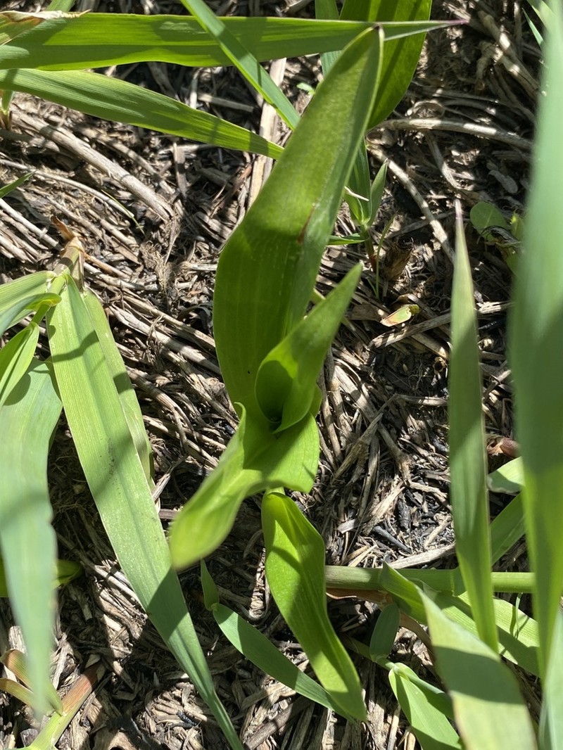 Palegreen Orchid photo 5