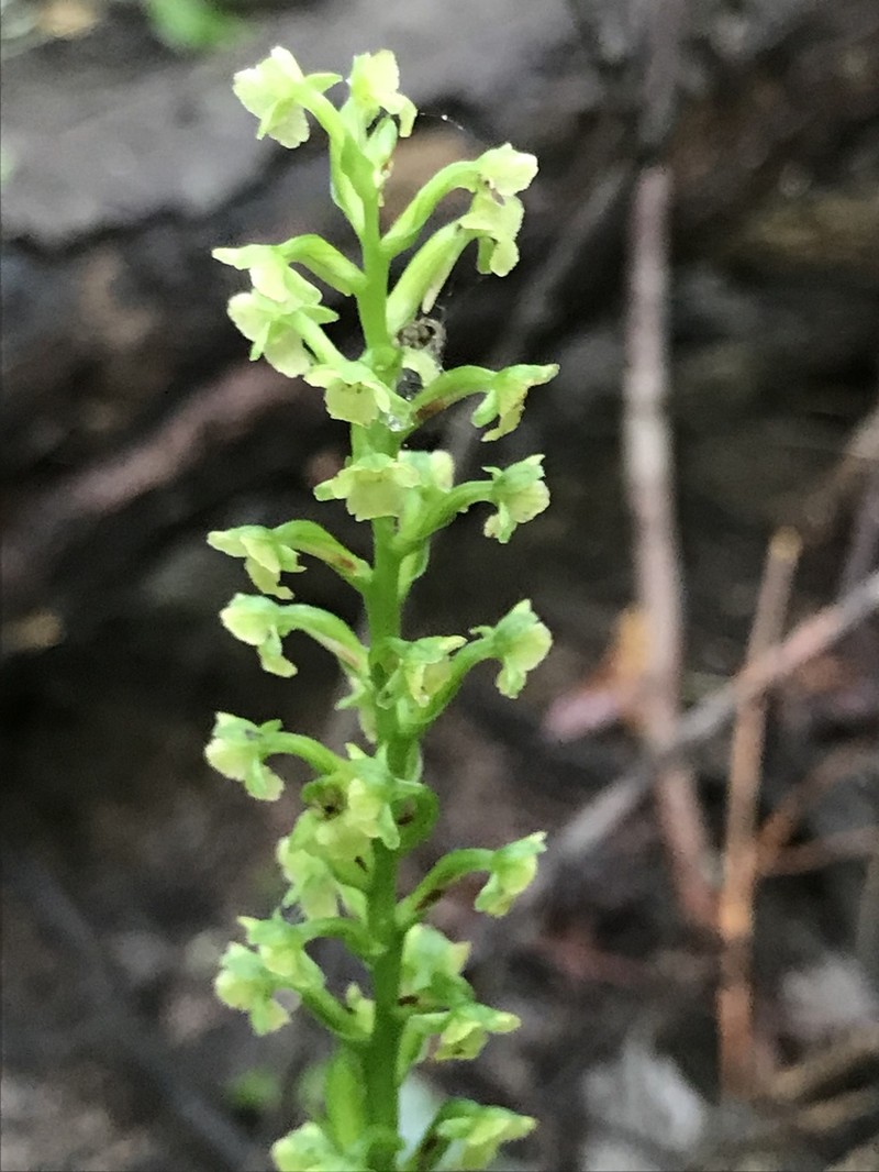 Palegreen Orchid photo 7