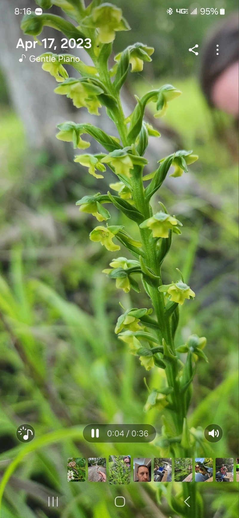 Platanthera flava var. flava