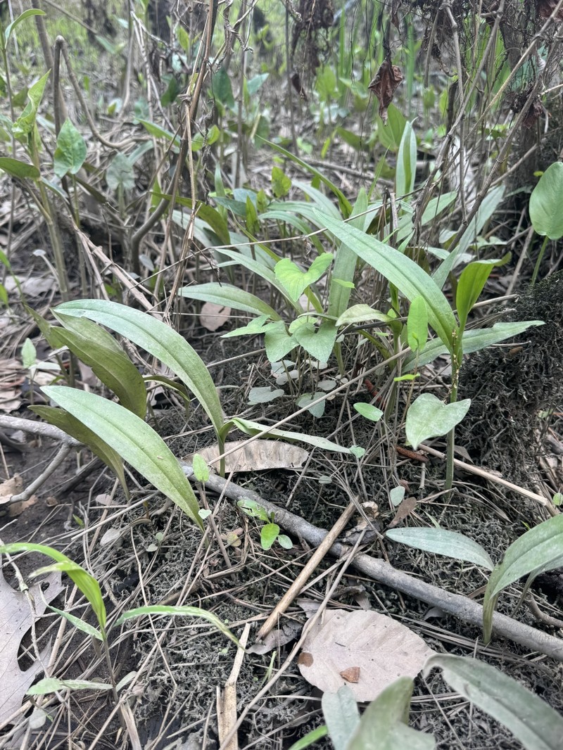 Platanthera flava var. flava photo 2