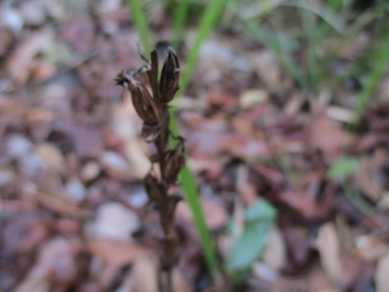 Platanthera flava var. flava photo 3
