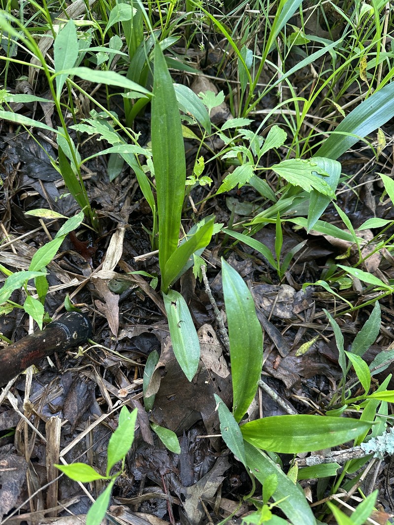 Platanthera flava var. flava photo 4