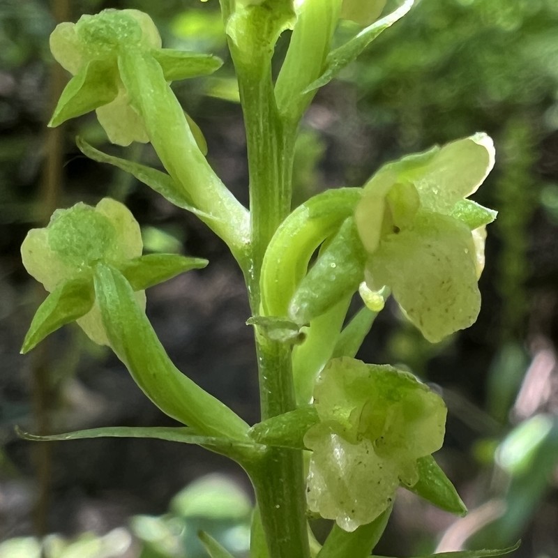 Platanthera flava var. flava photo 5