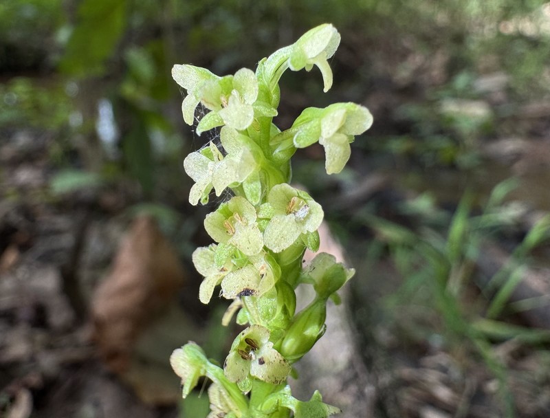 Platanthera flava var. flava photo 6