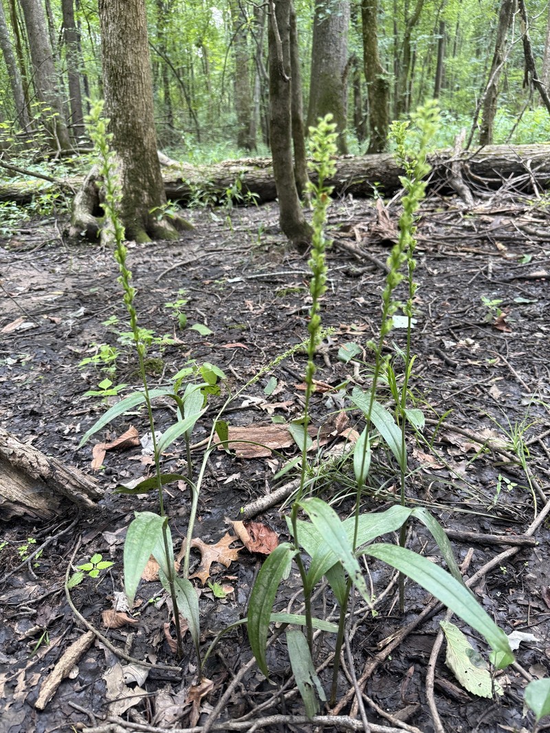 Platanthera flava var. flava photo 7