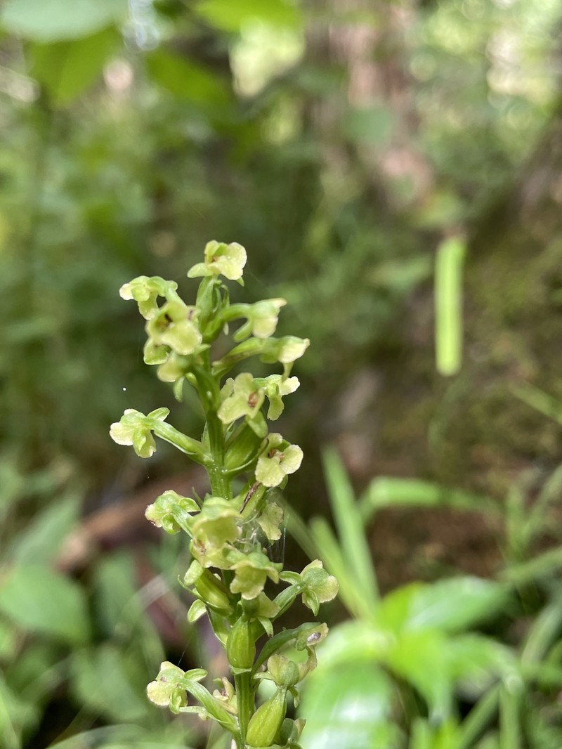 Platanthera flava var. flava photo 8