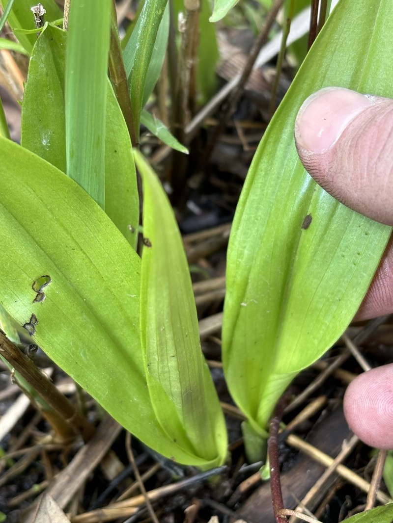 Platanthera flava var. herbiola photo 2
