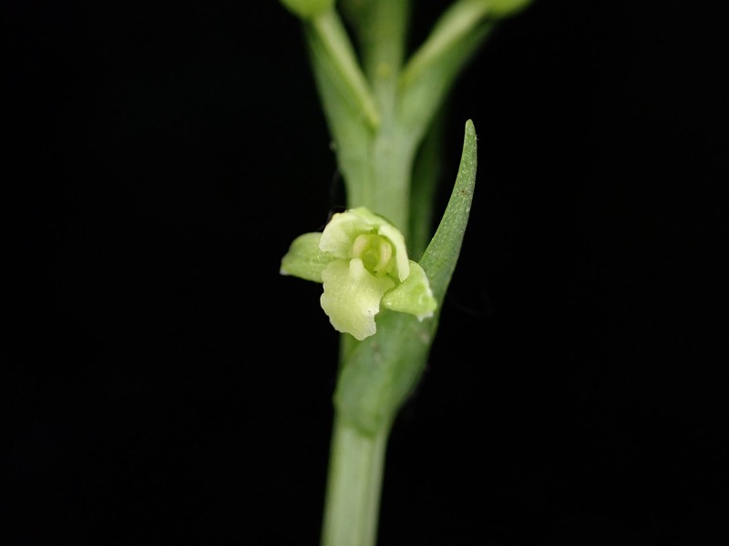 Platanthera flava var. herbiola photo 3