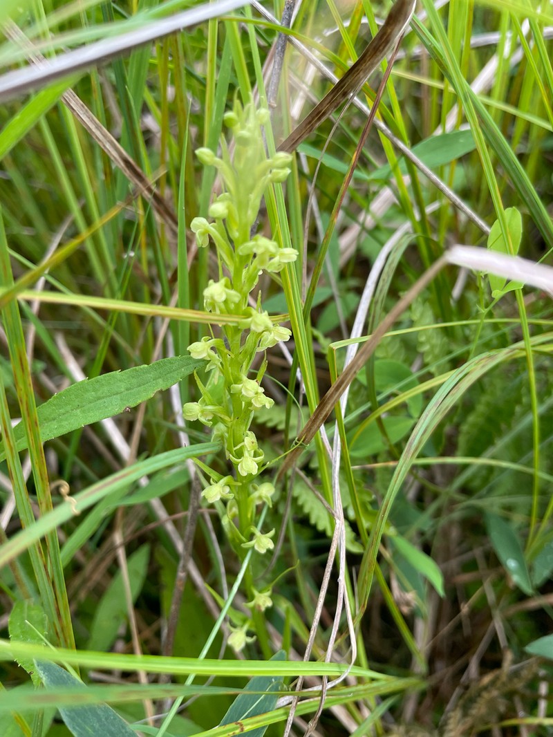 Platanthera flava var. herbiola photo 4