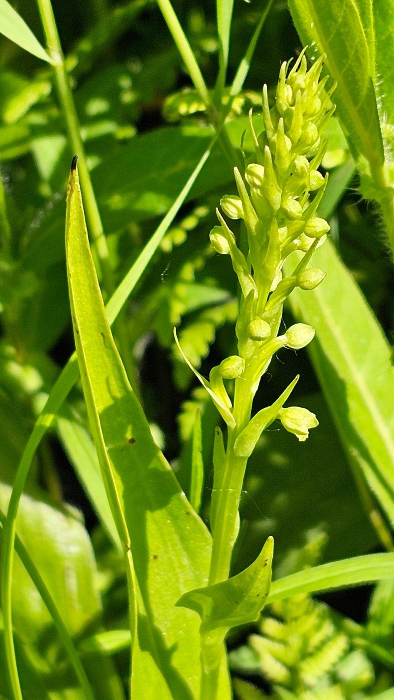 Platanthera flava var. herbiola photo 5