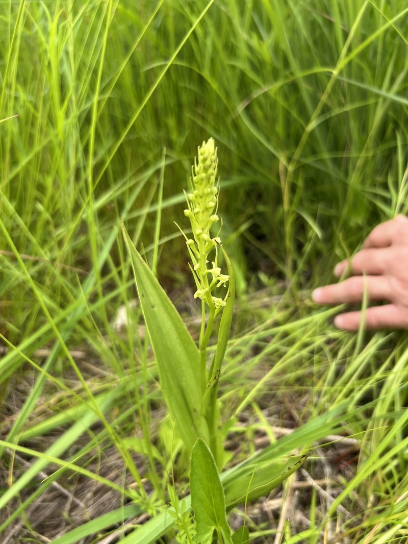 Platanthera flava var. herbiola photo 6