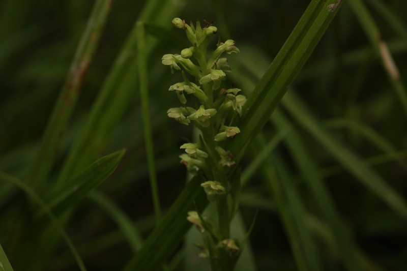 Platanthera flava var. herbiola photo 7