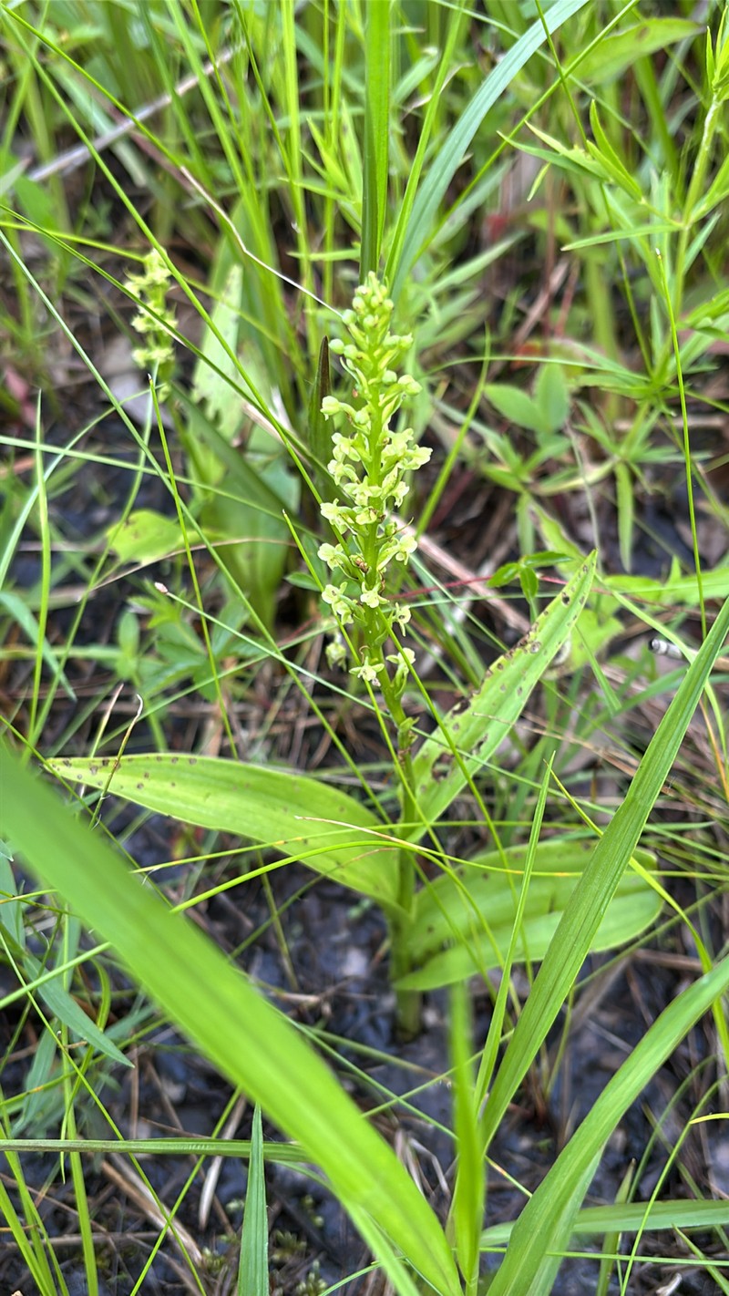 Platanthera flava var. herbiola photo 8