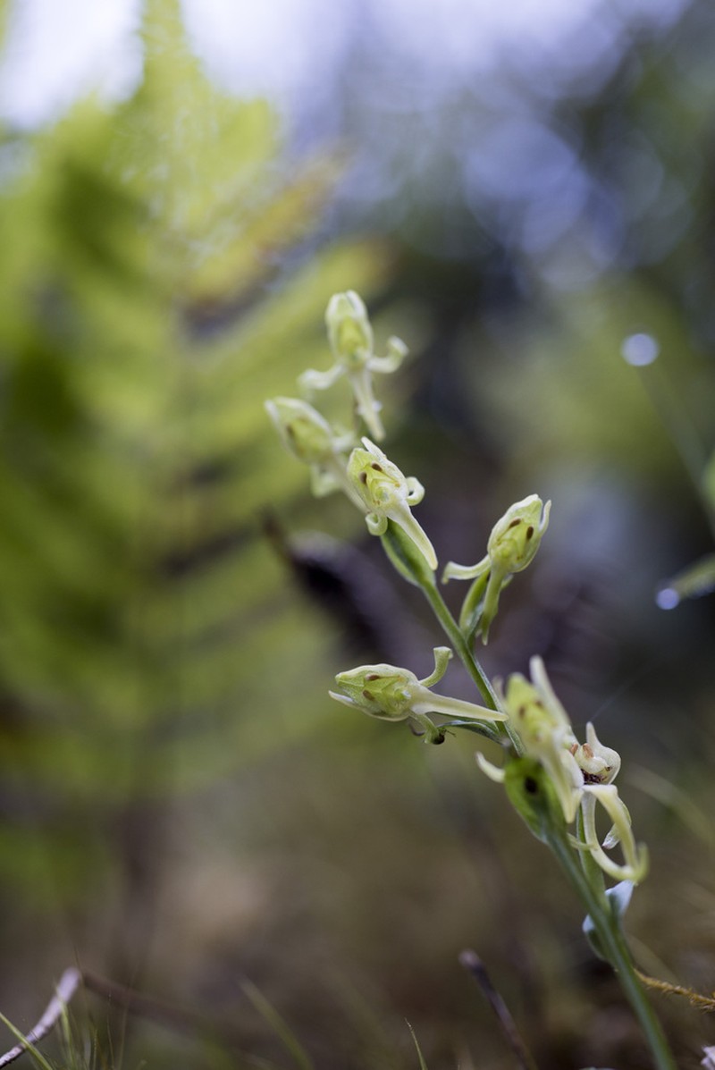 Platanthera formosana