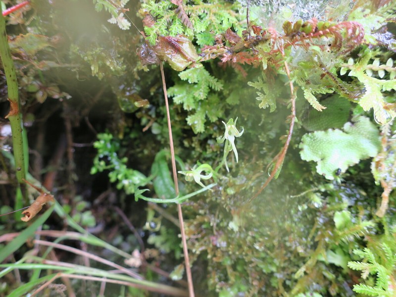 Platanthera formosana photo 2